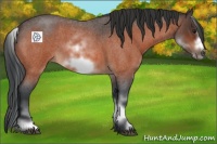 Horse Color:White Spotted Bay Roan Frame 