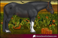 Horse Color:Brown Tobiano 