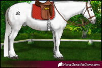 Horse Color:Gray Buckskin Roan Splash Tobiano Appaloosa 