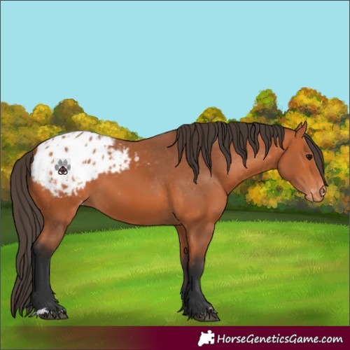 Horse Color:Bay Appaloosa 