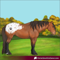Horse Color:Bay Appaloosa 