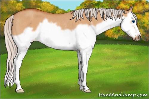 Horse Color:Silver Bay Dun Splash Frame Rabicano 