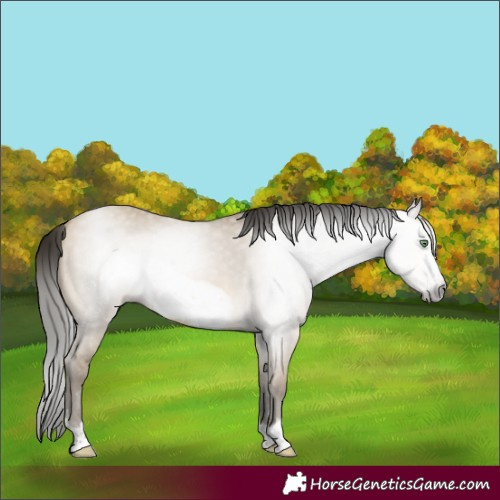 Horse Color:Gray Sable Cream Champagne Dun Frame Rabicano 