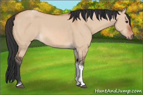 Horse Color:Bay Dun Tobiano Rabicano 
