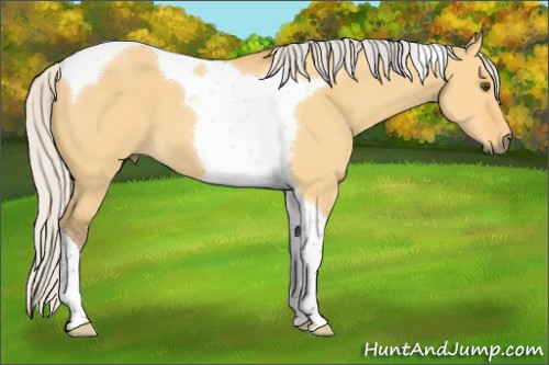 Horse Color:Silver Buckskin Dun Tobiano 