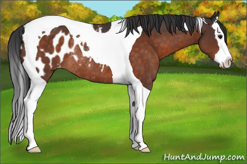 Horse Color:Brown Splash Tobiano Appaloosa Rabicano 