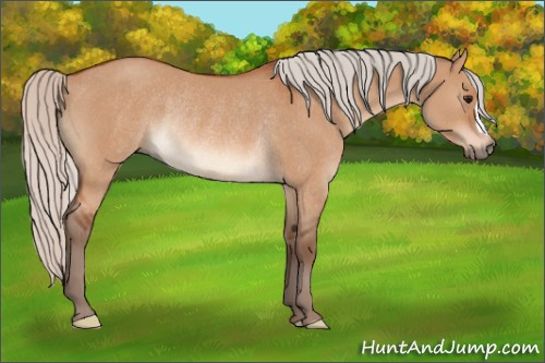Horse Color:Silver Bay Dun Rabicano 