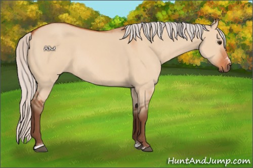 Horse Color:Silver Bay Dun Sabino Rabicano 