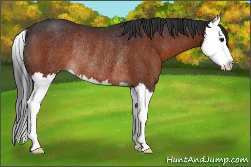 Horse Color:Brown Splash Rabicano 