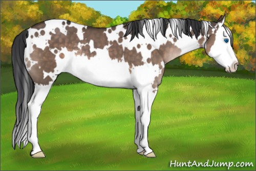 Horse Color:White Spotted Brown Dun Splash 