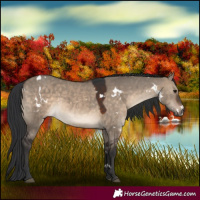 Horse Color:White Spotted Brown Dun 