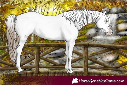 Horse Color:Liver Chestnut Pearl Sabino Splash Appaloosa  and Liver Chestnut Pearl Sabino Splash Appaloosa 
