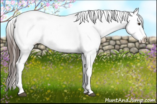 Horse Color:Liver Chestnut Sabino Splash Appaloosa  and Liver Chestnut Sabino Splash Appaloosa Rabicano 