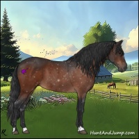 Horse Color:Bay 