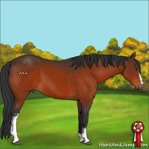 Horse Color:White Spotted Bay Tobiano 