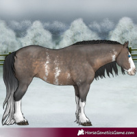 Horse Color:Brown Dun Sabino Splash 