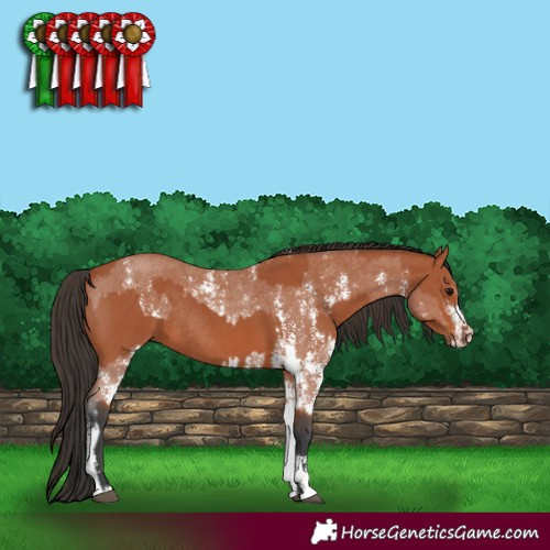 Horse Color:Bay Sabino Rabicano  and Bay Sabino Rabicano 