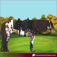 Horse Color:Bay Appaloosa 