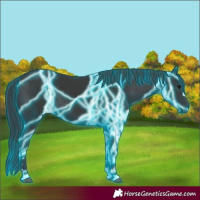 Horse Color:Thunderstruck Black 