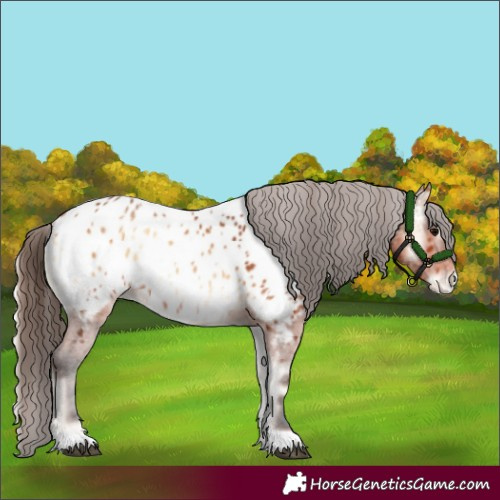 Horse Color:Bay Onyx Appaloosa 