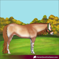 Horse Color:Red Onyx