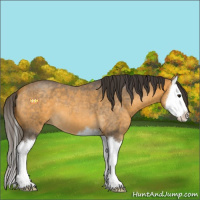Horse Color:Buckskin Roan Splash 