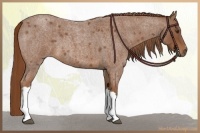 Horse Color:Red Roan