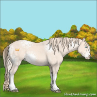 Horse Color:White Spotted Perlino