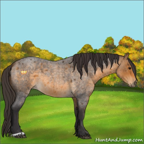Horse Color:Buckskin Roan 