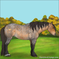 Horse Color:Buckskin Roan 