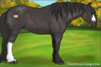 Horse Color:Smoky Blue Roan 