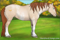 Horse Color:White Spotted Buckskin Pearl Dun Sabino 