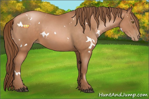 Horse Color:White Spotted Brown Pearl