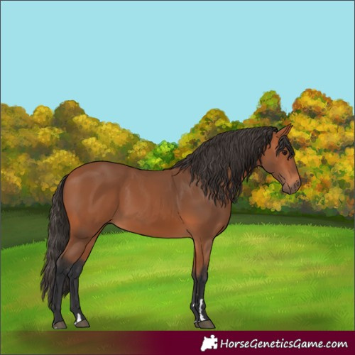 Horse Color:Bay 