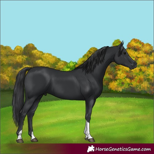 Horse Color:Black Tobiano 