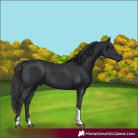 Horse Color:Black Tobiano 