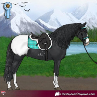 Horse Color:Black Appaloosa