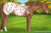 Horse Color:Chestnut Appaloosa 