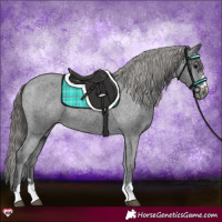 Horse Color:Black Appaloosa 