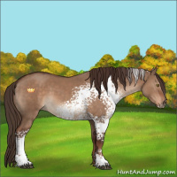 Horse Color:White Spotted Liver Red Dun Sabino