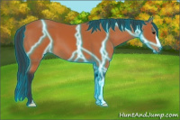 Horse Color:Thunderstruck Bay 