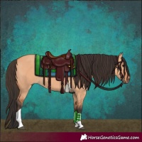 Horse Color:Bay Dun Tobiano 