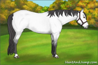 Horse Color:Platinum Buckskin Roan Dun 