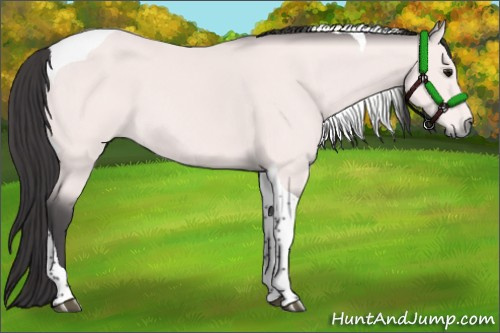 Horse Color:Platinum Buckskin Tobiano 