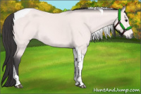 Horse Color:Platinum Buckskin Tobiano