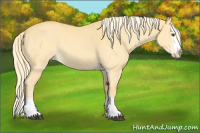 Horse Color:Palomino Dun Splash 