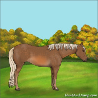Horse Color:Chocolate Palomino 