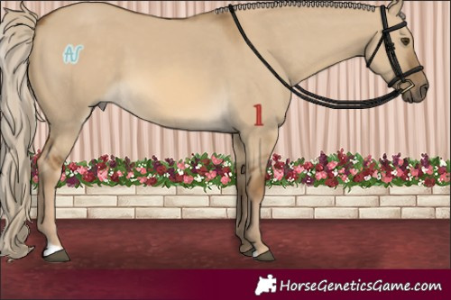 Horse Color:Chocolate Palomino Dun 