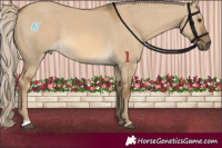 Horse Color:Chocolate Palomino Dun 