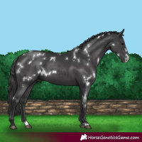 Horse Color:White Spotted Black